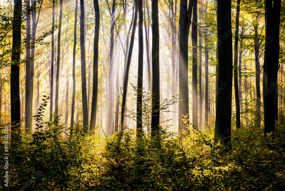 Naklejka premium Autumn morning in the forest