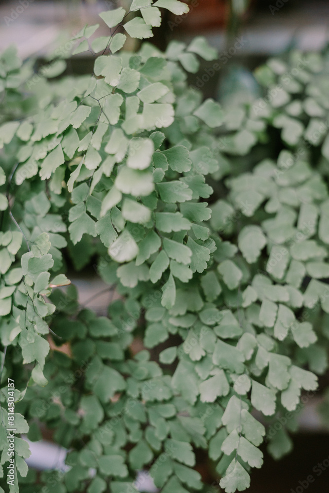 Adiantum capillus-veneris also call suplir It is also known as southern maidenhair fern, black maidenhair fern, maidenhair fern, and venus hair fern Adiantum capillus-veneris also call suplir It is also known as southern maidenhair fern, black maidenhair fern, maidenhair fern, and venus hair fern