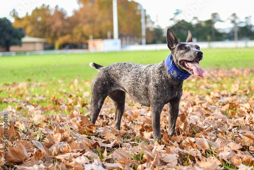 Australian Cattle Dog playing in Autumn leaves