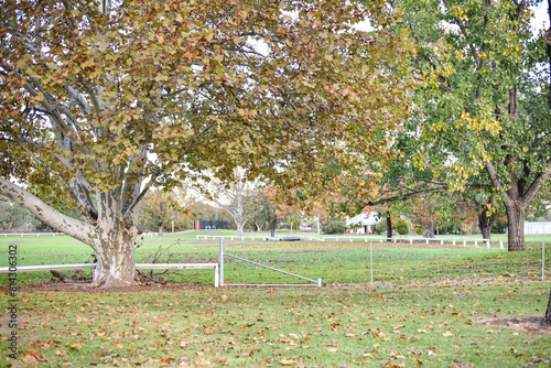 Field surrounded by large trees with autumn leaves