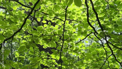 Sunlight illuminates the lush green Beech tree leaves gently swaying in the breeze, Worcestershire, England. photo