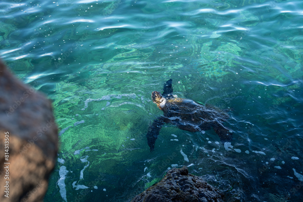 Green sea turtle searching for food in the blue waters of the pacific ocean around underwater lava rocks, Kamaole Beach Park II, Maui, Hawaii
