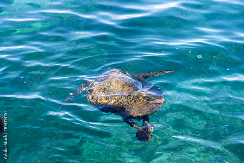 Green sea turtle searching for food in the blue waters of the pacific ocean around underwater lava rocks  Kamaole Beach Park II  Maui  Hawaii 