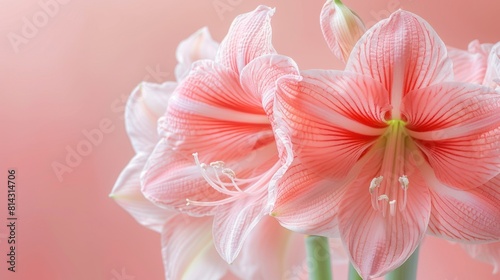 Close-up macro soft focus on petal pink Amaryllis flowers tropical forest plant blossom pastel background. © ANIS