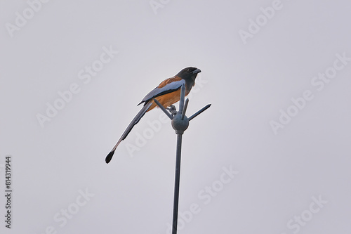 Rufous Treepie photo