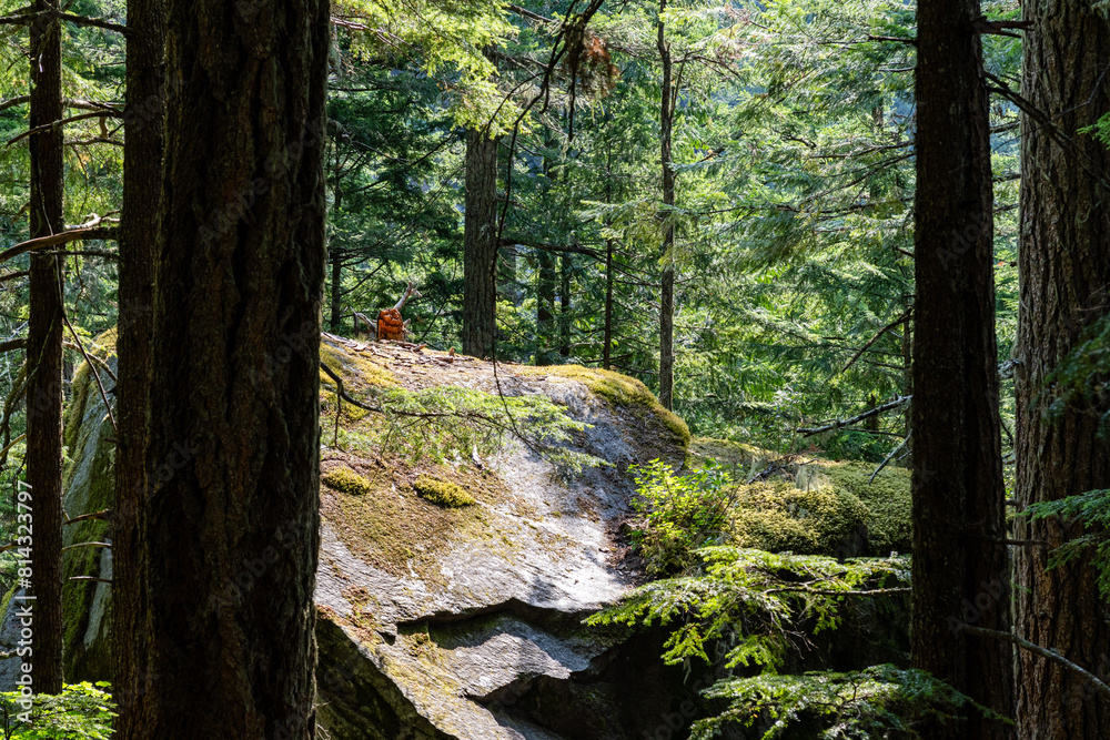 hiking trail in the forest with tall coniferous trees hiking trail in the forest with tall coniferous trees
