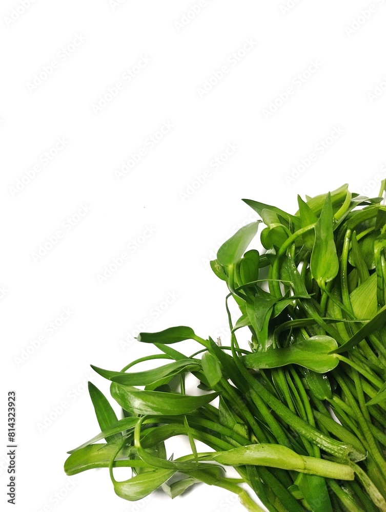 Genjer vegetable or Limnocharis flava. Limnocharis flava vegetable on a white background Genjer vegetable or Limnocharis flava. Limnocharis flava vegetable on a white background