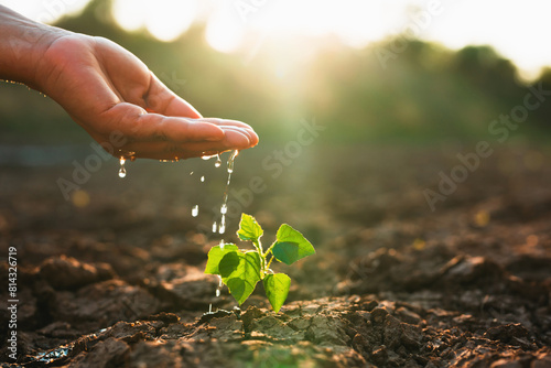 hand is pouring water on a small plant