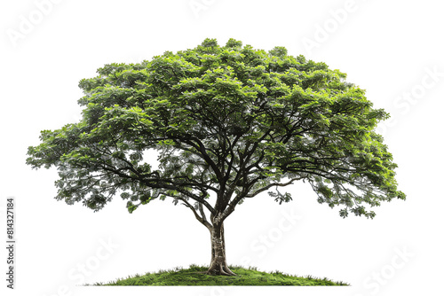 Isolated green oak tree with full foliage on a transparent background