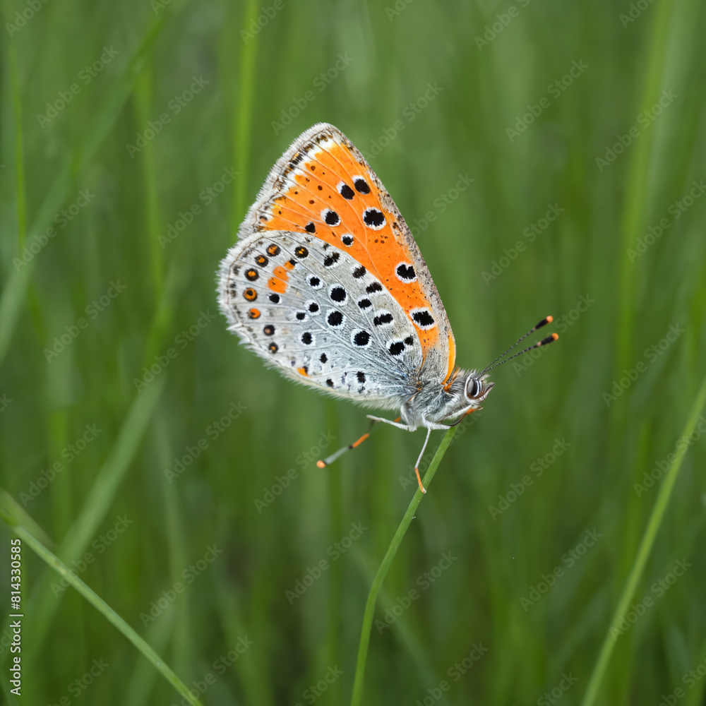 Create an image of a small butterfly with orange wings speckled with black dots and a greyish body, perched on a slender green blade of grass Create an image of a small butterfly with orange wings speckled with black dots and a greyish body, perched on a slender green blade of grass