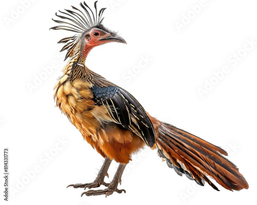 Hoatzin Bird Isolated