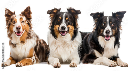 "Set of cheerful border collie dogs (close-up, seated, standing) with transparent background, isolated on white, with empty white backdrop" © Ameer