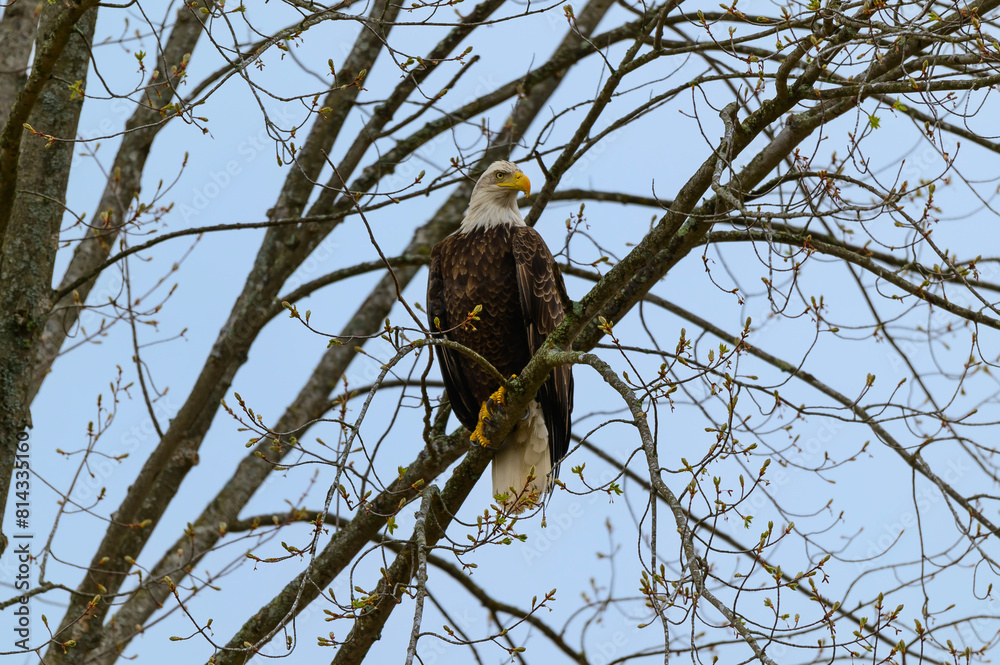American Bald Eagle near Alpena, Michigan American Bald Eagle near Alpena, Michigan
