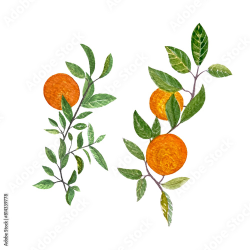 Orange fruit branches with leafs watercolor set isolated on white background. High quality hand drawn art for food design, packages, restaurant menu, cards, natural organic food, label, logo and decor