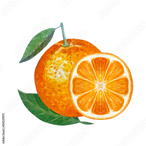 Orange whole fruit with a green leaf and a slice watercolor composition isolated on white. High quality hand drawn art for food design, packages, menu, natural organic food, label, logo and decor