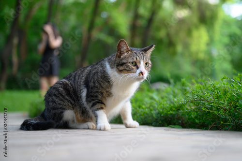 In the park, the tabby cat is sitting on the ground