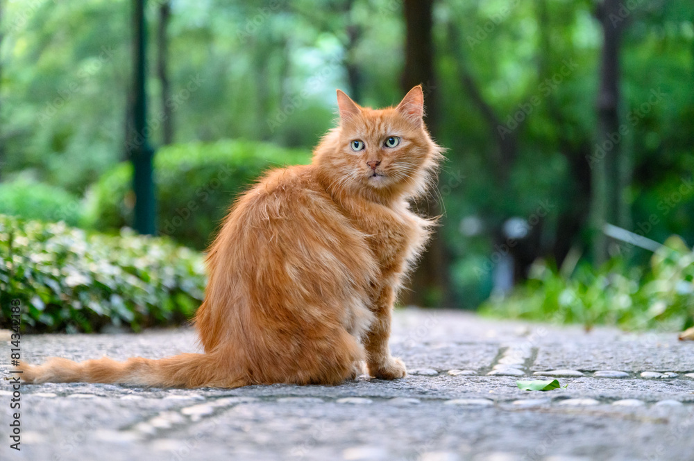 Orange cat in the park