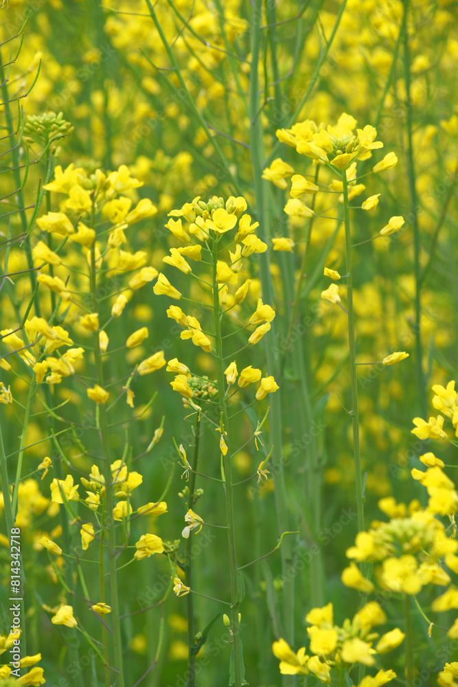 Fototapeta premium Mustard flower field is full blooming, yellow mustard field landscape industry of agriculture, mustard flowers closeup photo