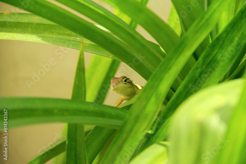 Little garden lizard on pandan tree at the garden