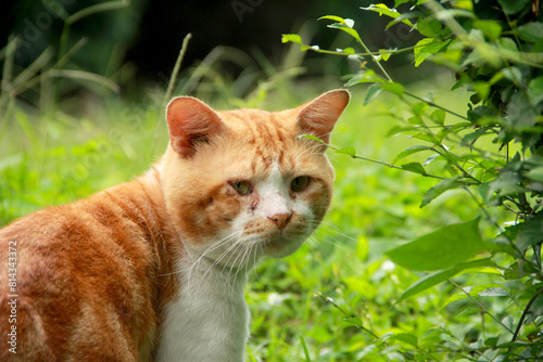 Orange stray cat at the garden, looking sad.