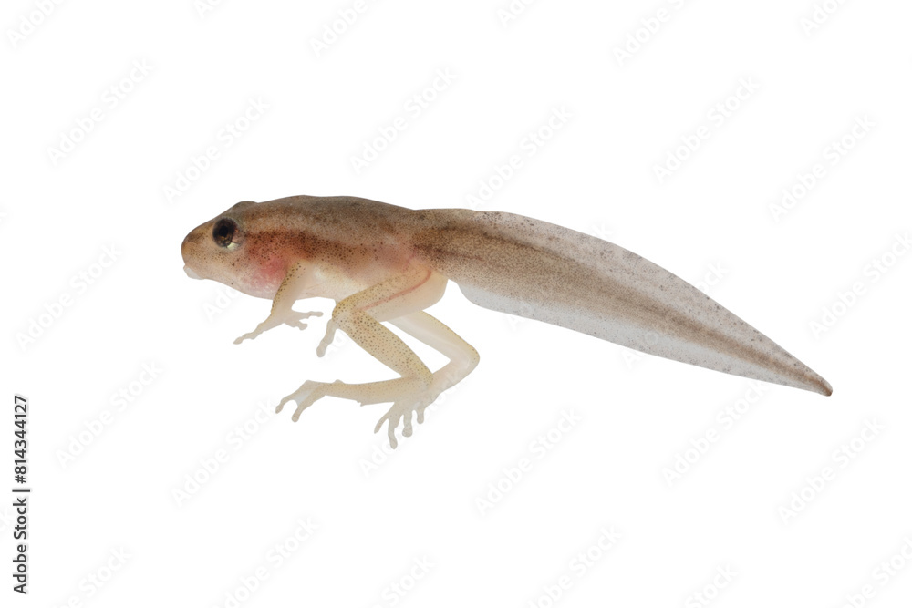 Naklejka premium Reed frog tadpole with hind legs in the process of metamorphosis, Heterixalus alboguttatus