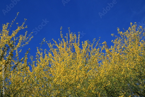 Blossoming with yellow flowers crown of desert native Fabaceae Parkinsonia Microphyllum also known as Palo Verde during warm Arizona spring in Arizona; copy space photo