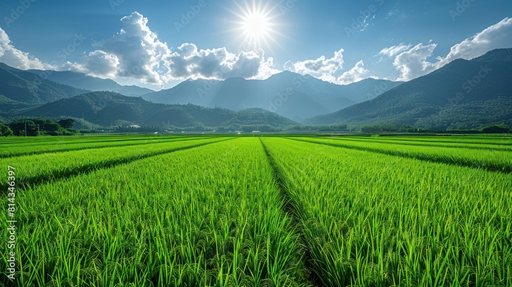 Rows of vibrant green rice seedlings against a backdrop of mountains Rows of vibrant green rice seedlings against a backdrop of mountains