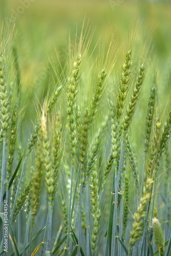 Green wheat field close up image, Green Wheat whistle, Wheat bran fields, agriculture, wheat field Pakistan, closeup of green cereal field