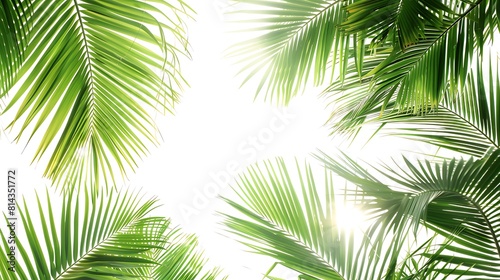 Green palm leaves on white background  © Afaq