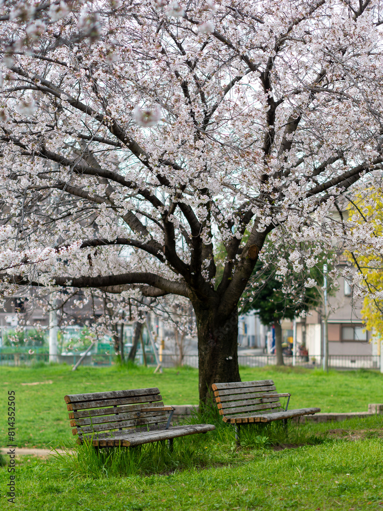 公園に咲く桜の花とベンチ