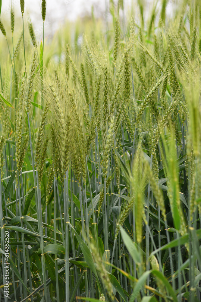 Green wheat field close up image, Green Wheat whistle, Wheat bran fields, agriculture, wheat field Pakistan, closeup of green cereal field Green wheat field close up image, Green Wheat whistle, Wheat bran fields, agriculture, wheat field Pakistan, closeup of green cereal field