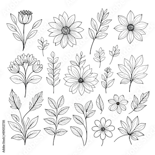 Set line art floral element