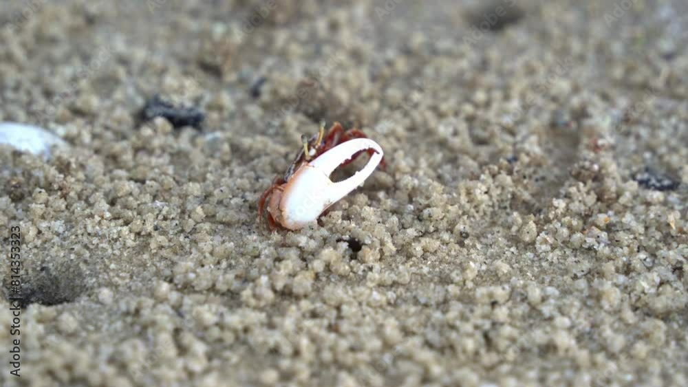 A male sand fiddler crab with mismatched claws, foraging and sipping minerals from the tidal flat, consuming micronutrients and forming small sand pellets, close up shot. A male sand fiddler crab with mismatched claws, foraging and sipping minerals from the tidal flat, consuming micronutrients and forming small sand pellets, close up shot.