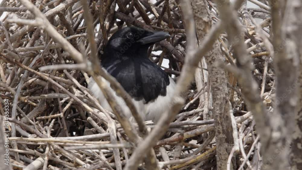 Close-up Magpie bird sits in deciduous tree nest of twigs, sunny day