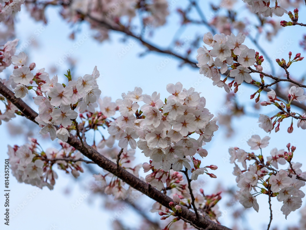 青空と桜の花 青空と桜の花