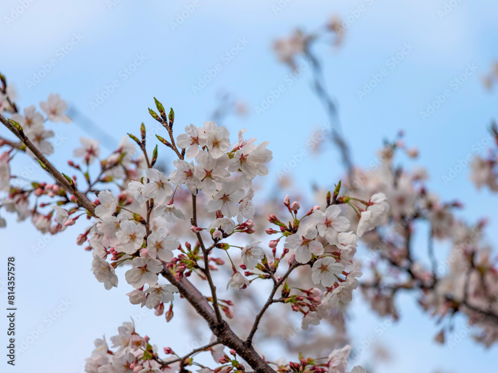 青空と桜の花