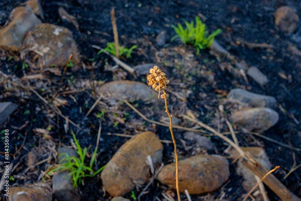 plant and grass grouning in bush fire burnt ground near bundaberg, Queensland plant and grass grouning in bush fire burnt ground near bundaberg, Queensland