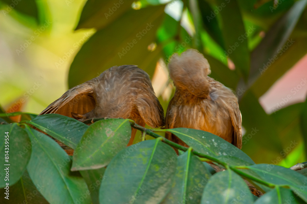 Yellow billed babbler