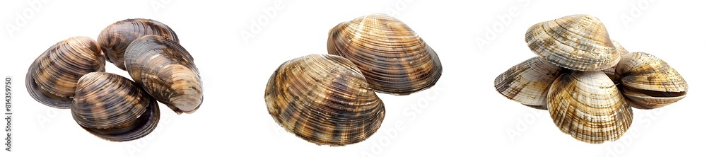 List of asari clams isolated on transparent background List of asari clams isolated on transparent background