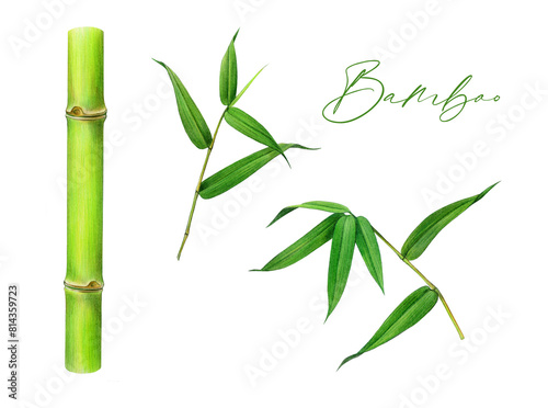 Bamboo plant stem and leaf set. Watercolor illustration. Hand painted cane green leaves with branch decor. Bamboo stalk  green leaves painted collection element. Isolated on white background
