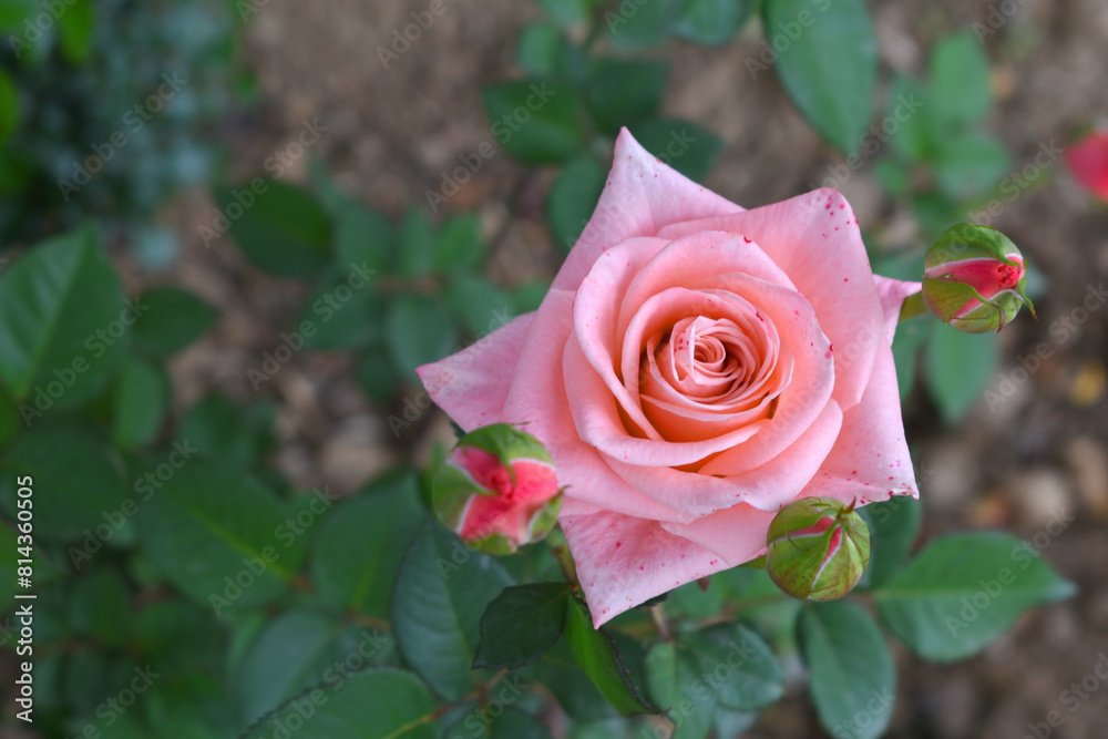 Beautiful pink rose flower closeup in garden, A very beautiful rose flower bloomed on the rose tree, Rose flower, bloom flowers, Natural spring flower, Nature Beautiful pink rose flower closeup in garden, A very beautiful rose flower bloomed on the rose tree, Rose flower, bloom flowers, Natural spring flower, Nature