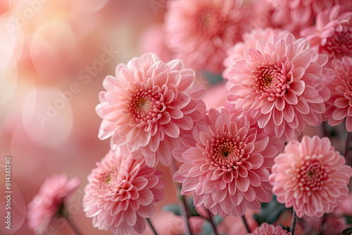 Pink chrysanthemum flowers closeup. Created with Ai