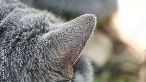 Cat Ears