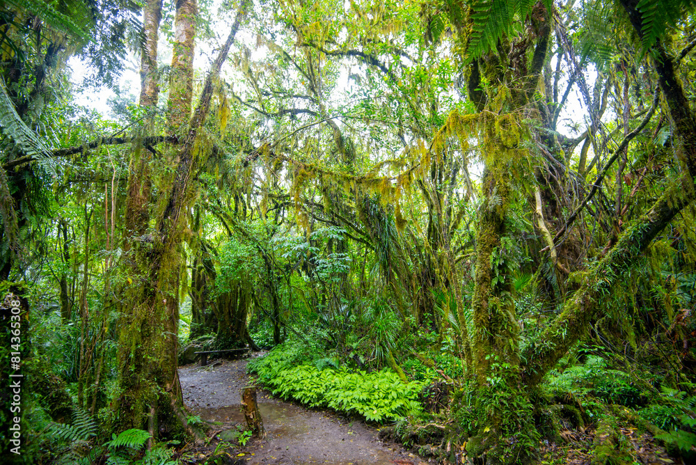 Obraz premium Tawa and Nikau Forest - New Zealand