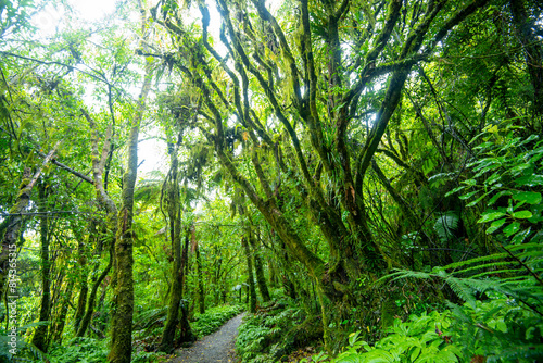 Tawa and Nikau Forest - New Zealand