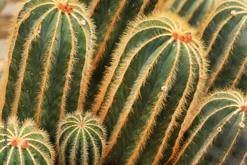 Cactus close up. Macro photo of cactus. Cactus close up. Macro photo of cactus.