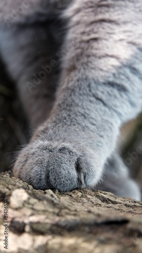 Cat Paw