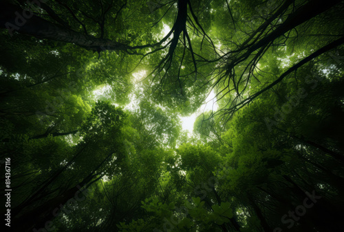 The view looking up inside of a tall dense forest  with organic material and detailed imagery.