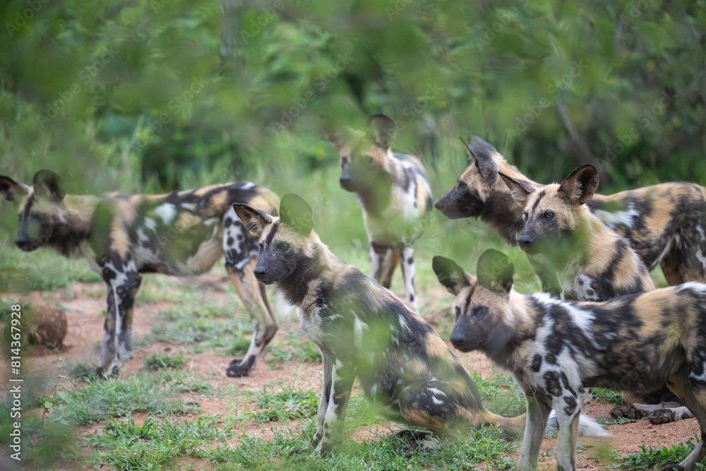 Pack of African Wild Dogs Pack of African Wild Dogs