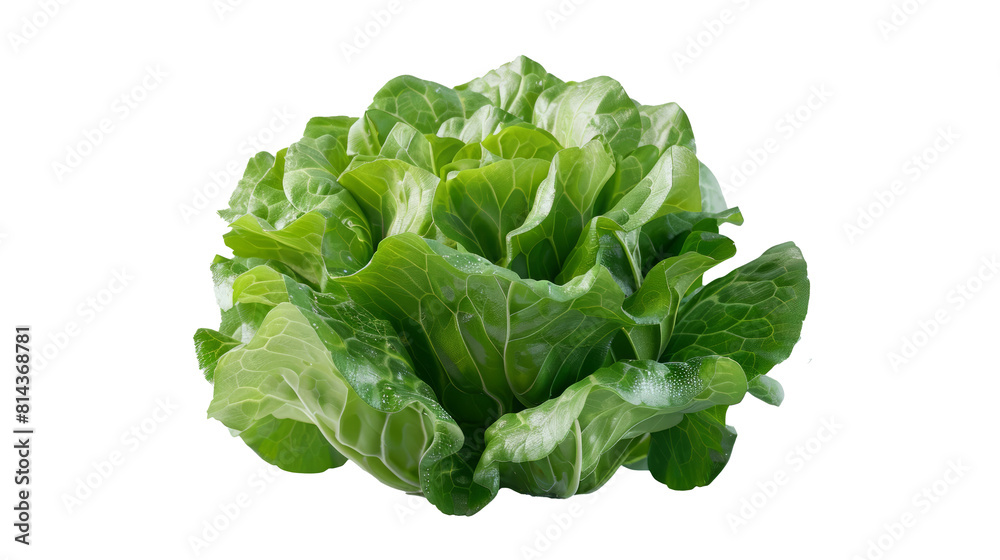 High-quality 3D rendering of a lettuce stalk in front view with HD details on a transparent background, showcasing fresh and organic produce. PNG file. AI generative. High-quality 3D rendering of a lettuce stalk in front view with HD details on a transparent background, showcasing fresh and organic produce. PNG file. AI generative.